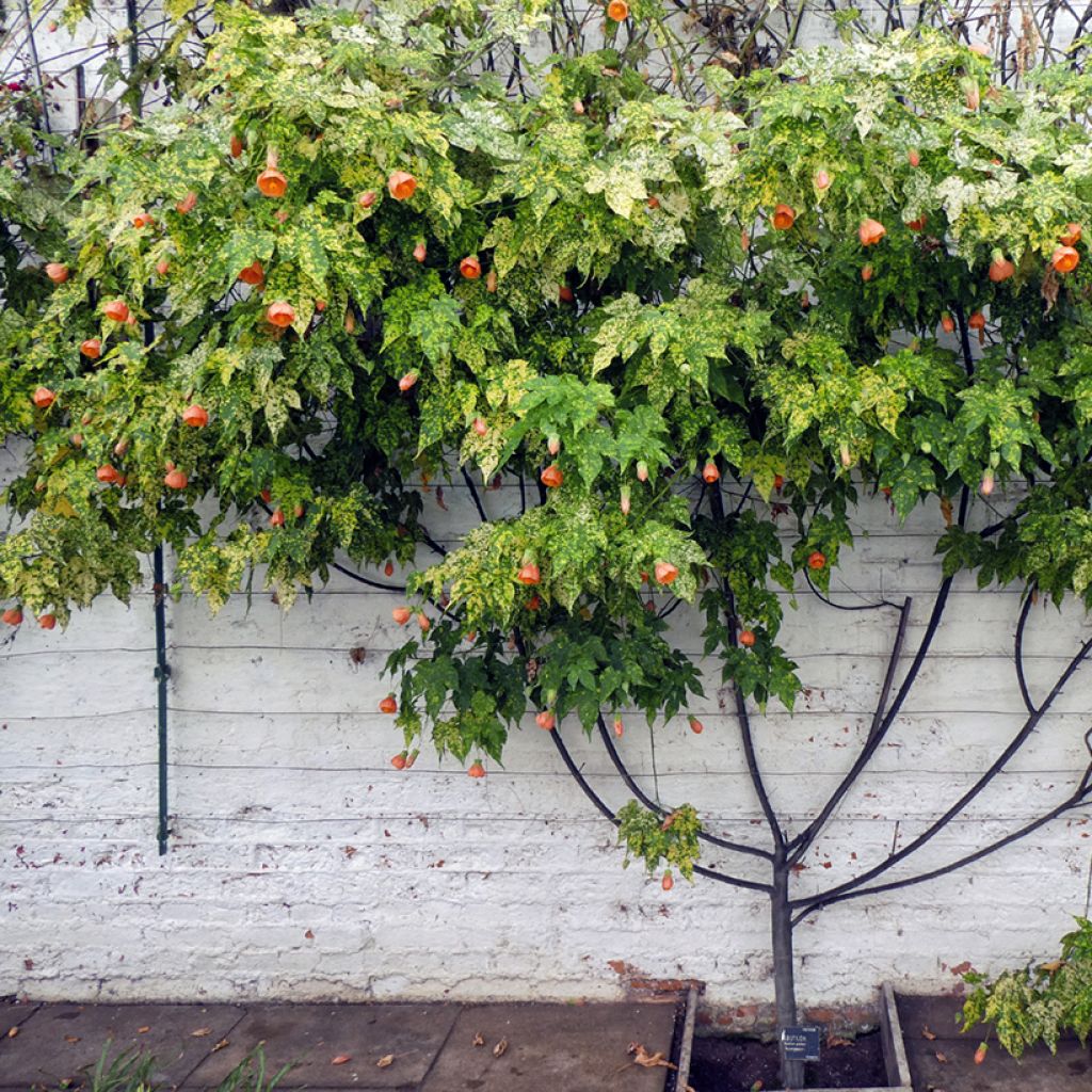 Abutilon pictum Thompsonii - Schönmalve