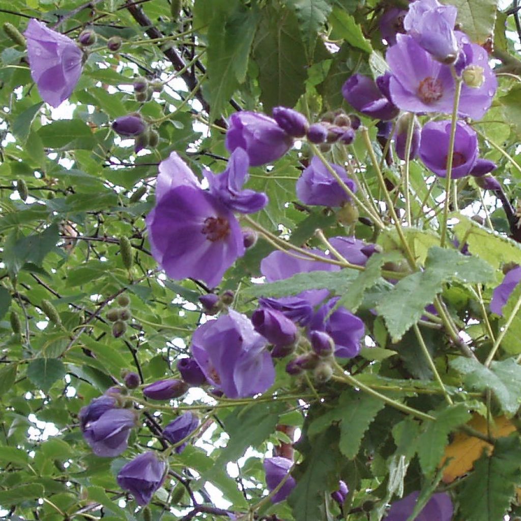 Abutilon vitifolium - Schönmalve