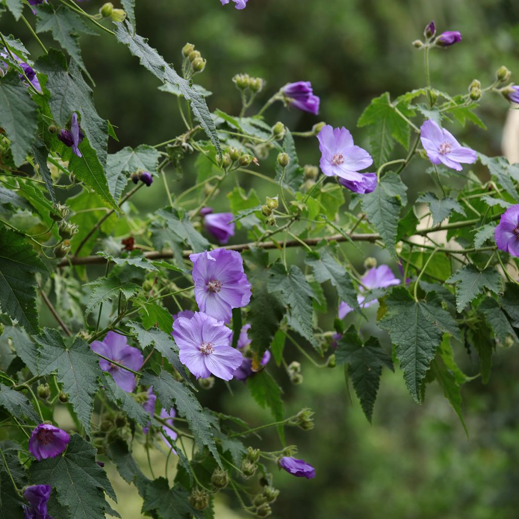 Abutilon vitifolium - Schönmalve