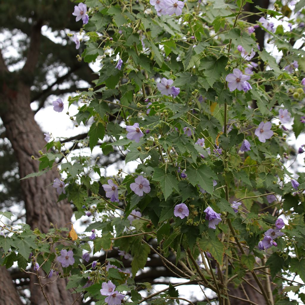 Abutilon vitifolium - Schönmalve