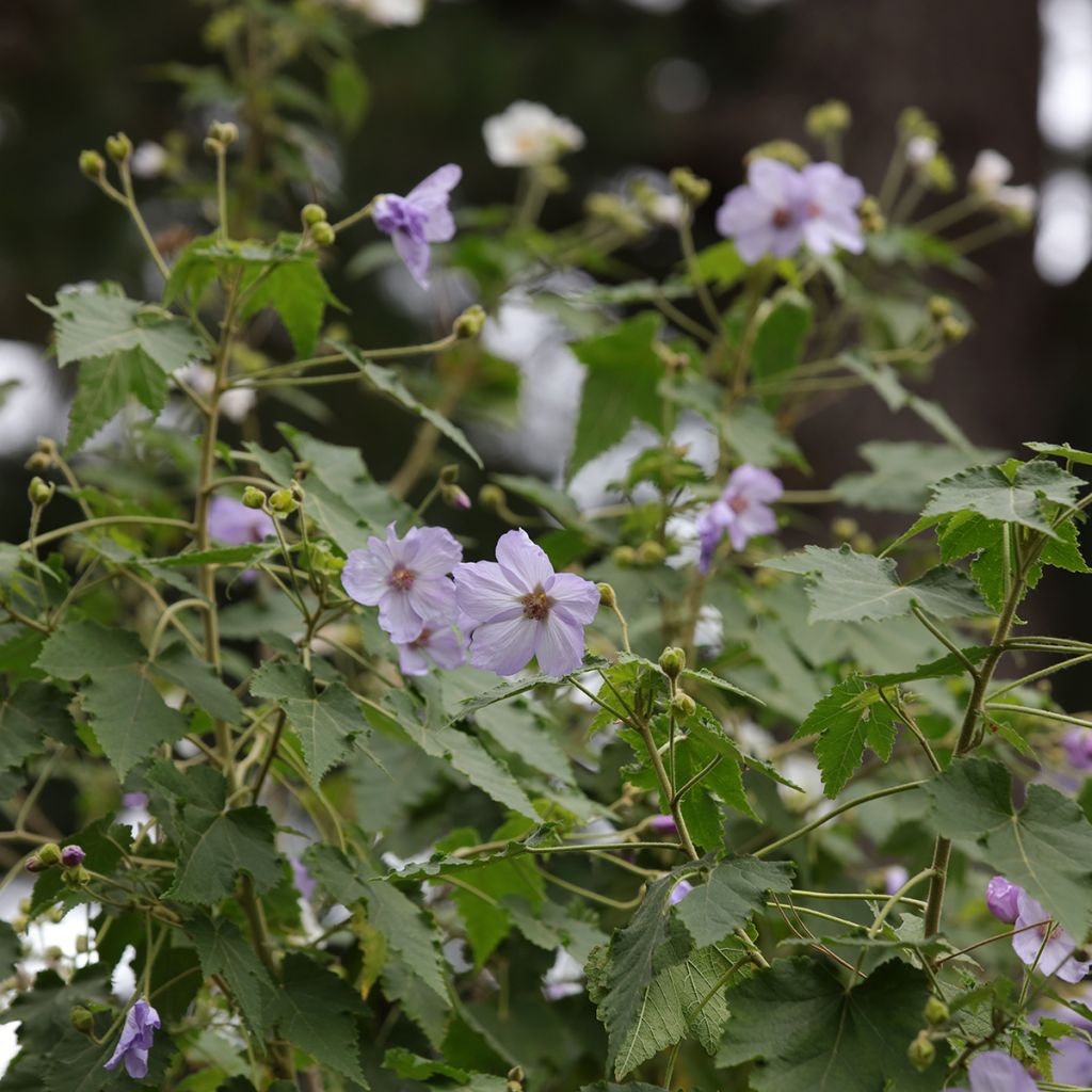 Abutilon vitifolium - Schönmalve