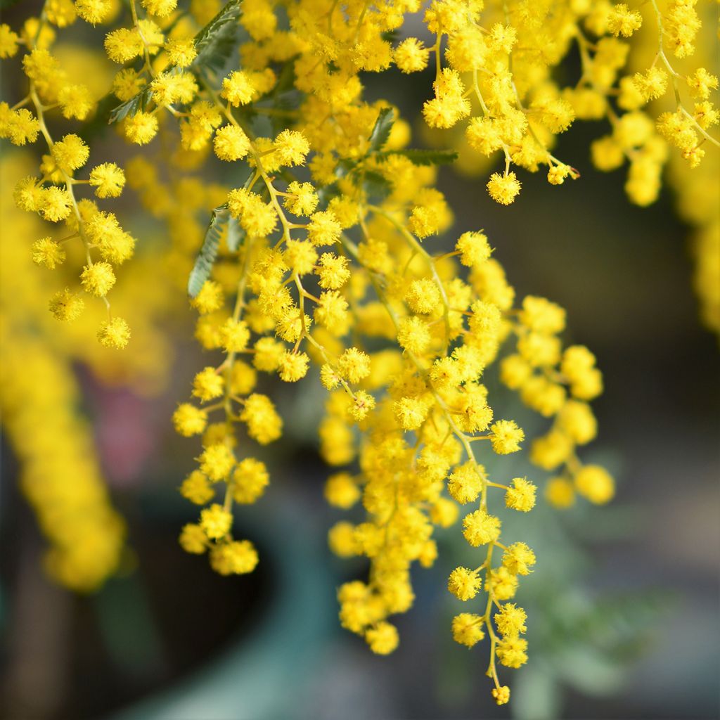 Acacia baileyana - Baileys Akazie