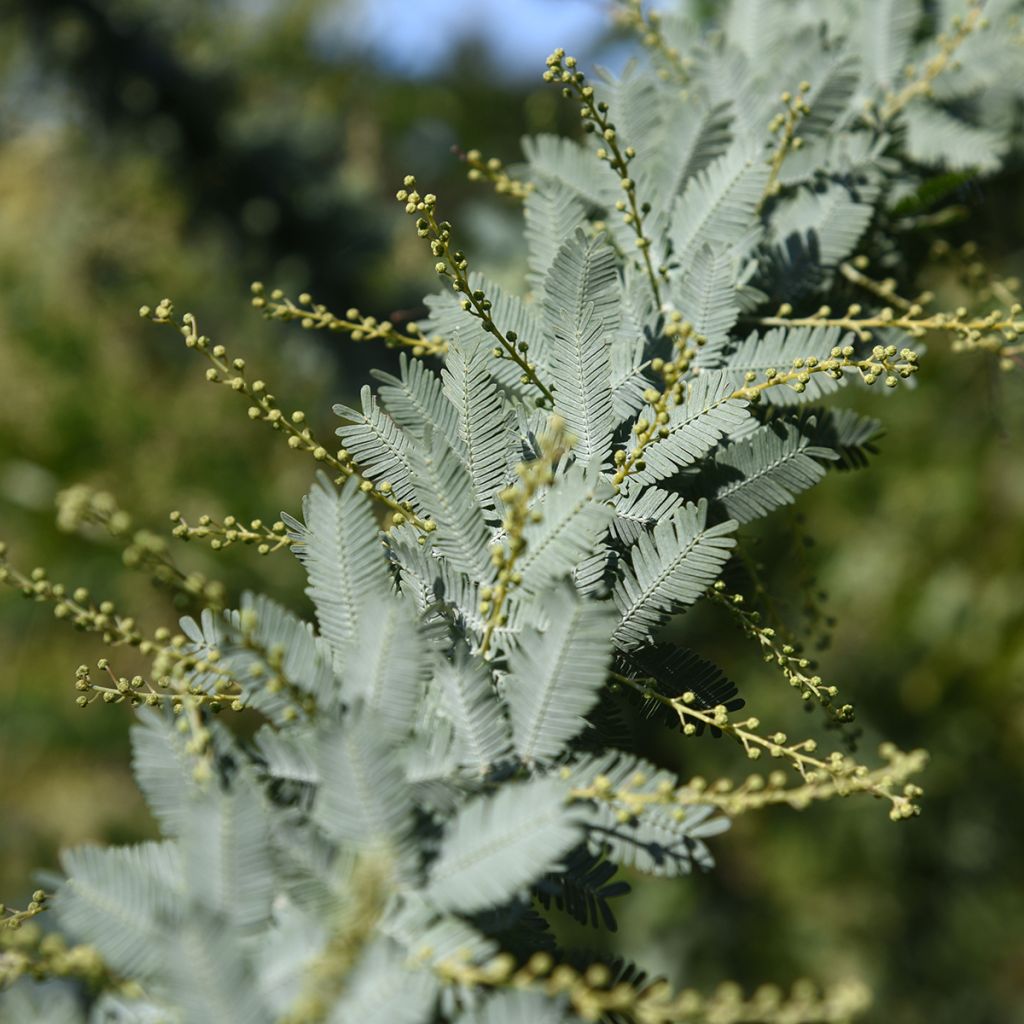 Acacia baileyana - Mimosa de Bailey 