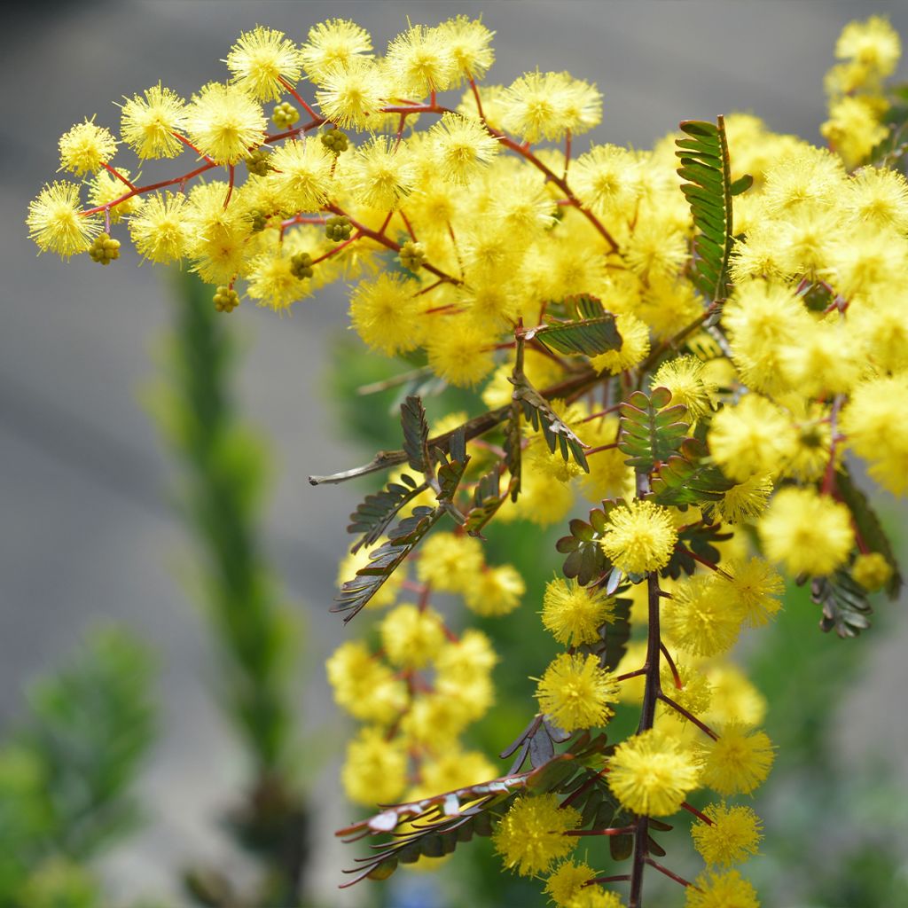 Acacia baileyana Songlines - Cootamundra-Akazie