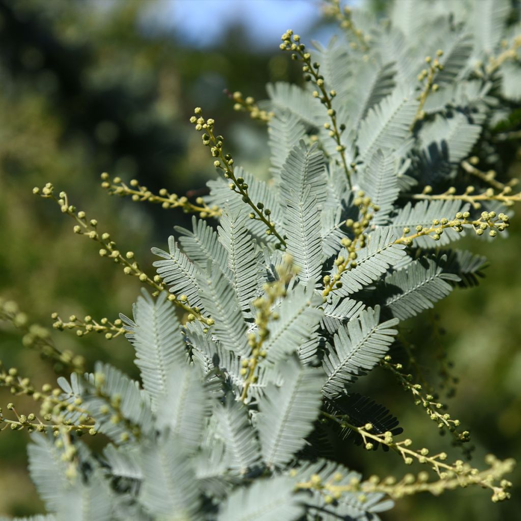 Acacia baileyana Songlines - Cootamundra-Akazie