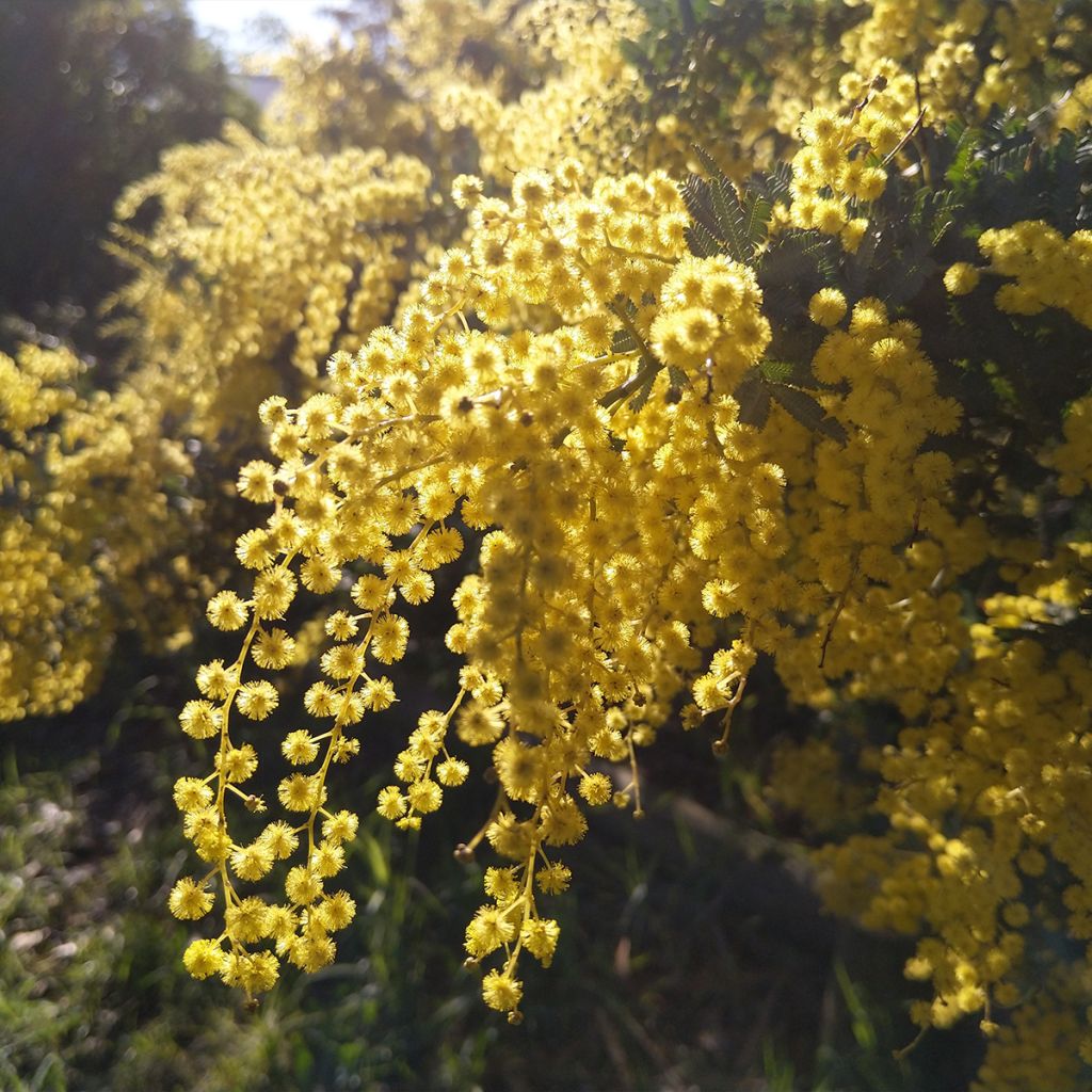 Acacia baileyana Songlines - Cootamundra-Akazie