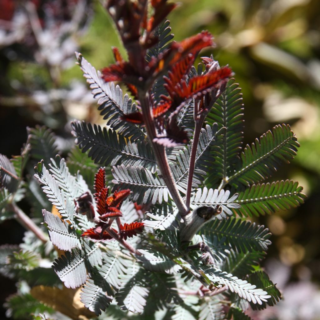 Acacia baileyana Songlines - Cootamundra-Akazie