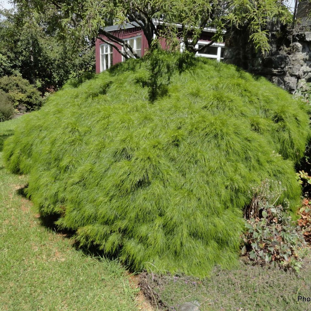 Acacia cognata Limelight - Akasie