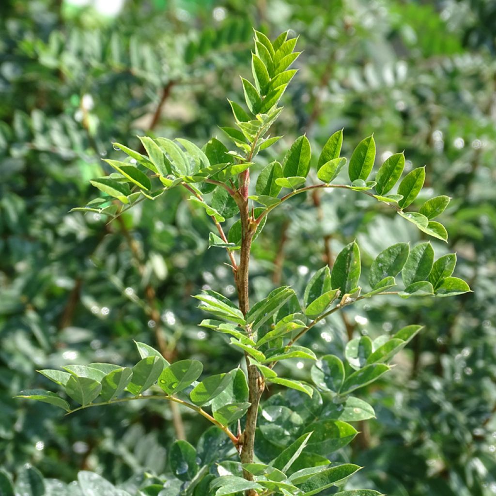 Caragana arborescens - Acacia jaune, Caraganier de Sibérie