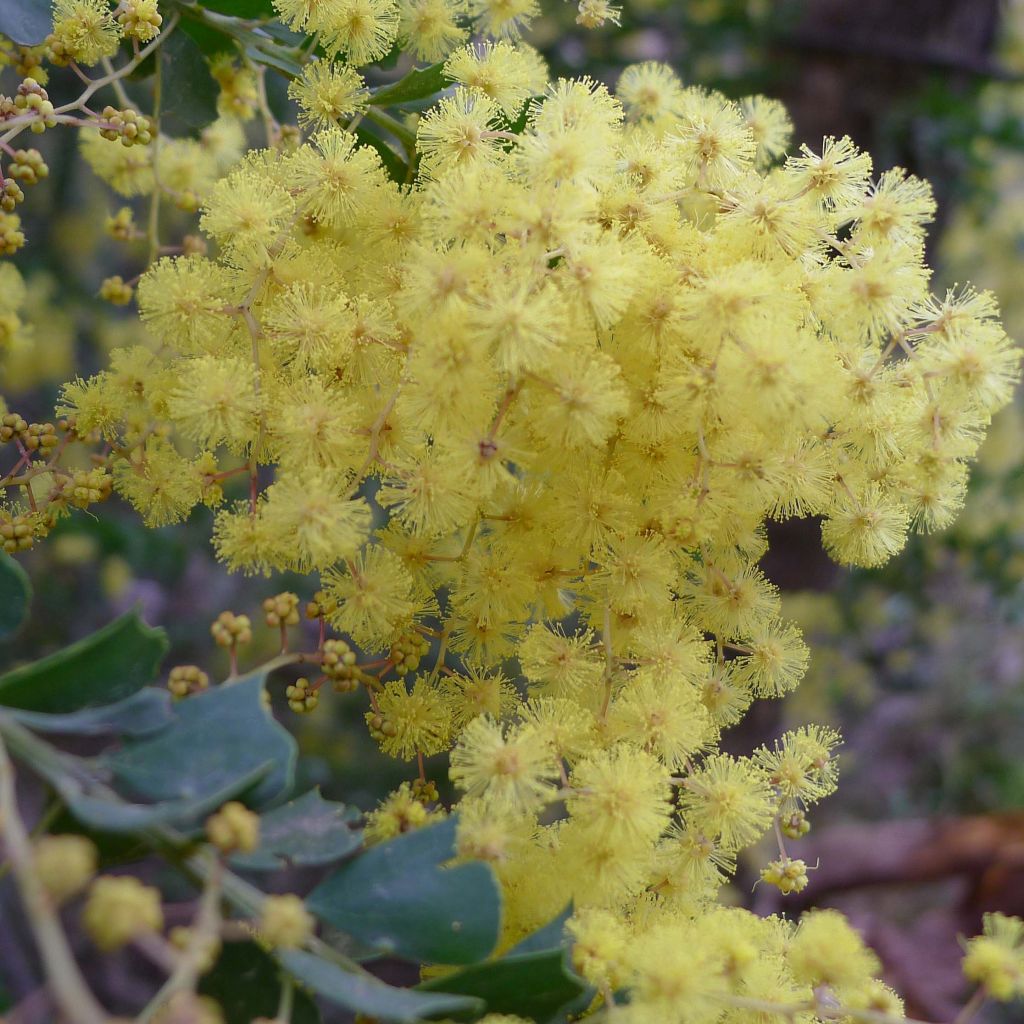 Acacia pravissima - Akazie