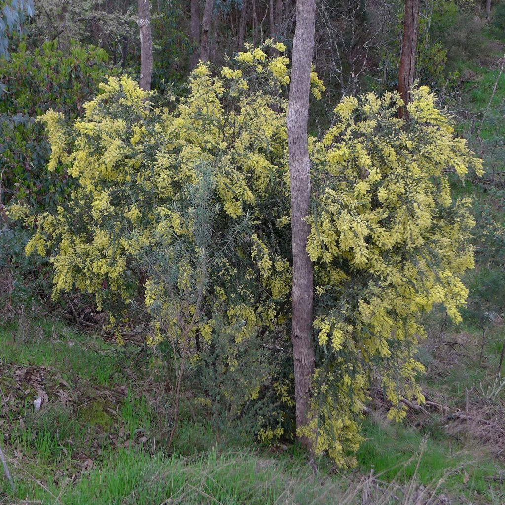 Mimosa - Acacia pravissima