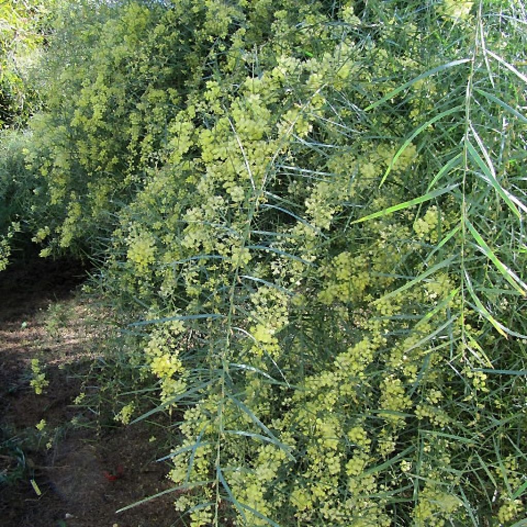 Acacia iteaphylla - Akazie