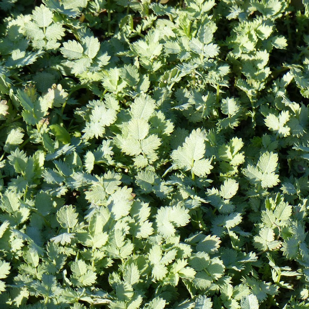 Acaena buchananii - Blaugrünes Stachelnüsschen