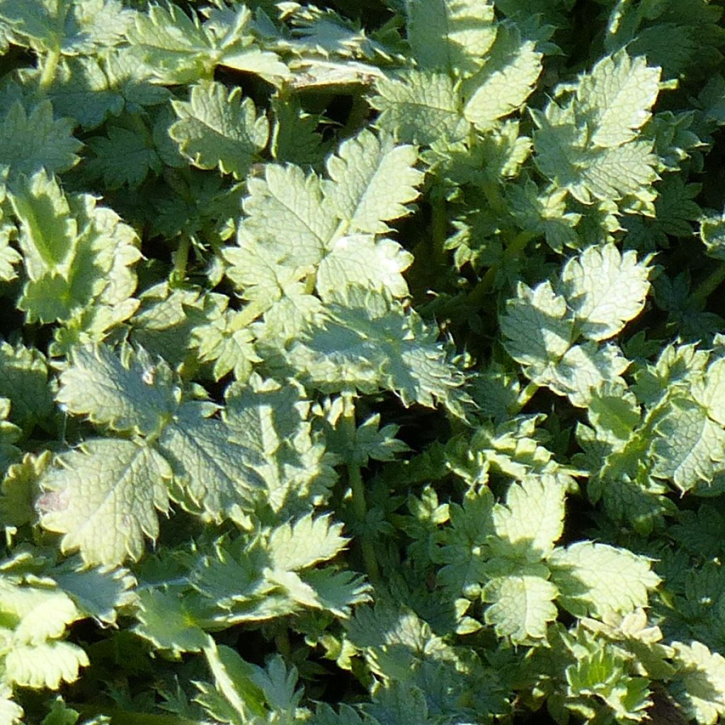 Acaena buchananii - Blaugrünes Stachelnüsschen