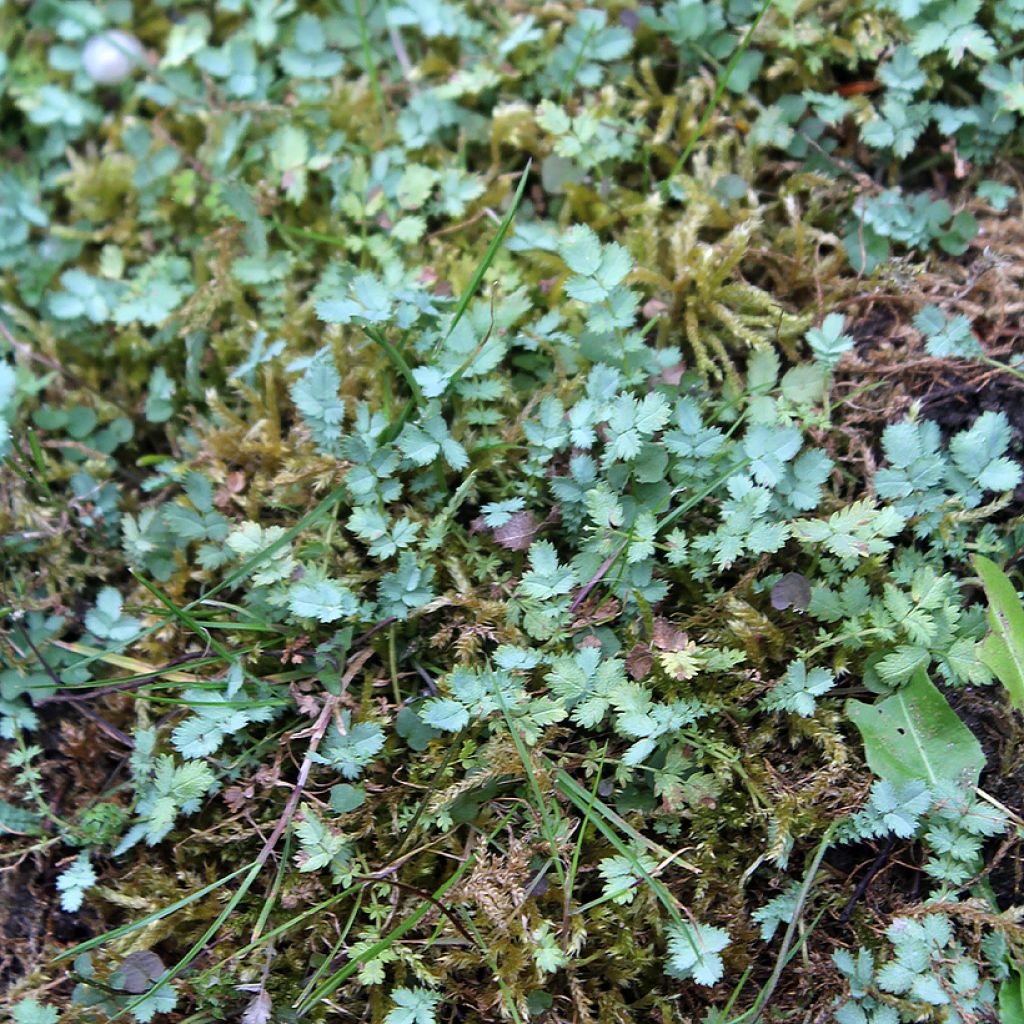 Acaena buchananii - Blaugrünes Stachelnüsschen