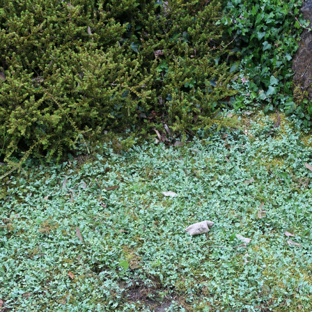 Acaena buchananii - Blaugrünes Stachelnüsschen