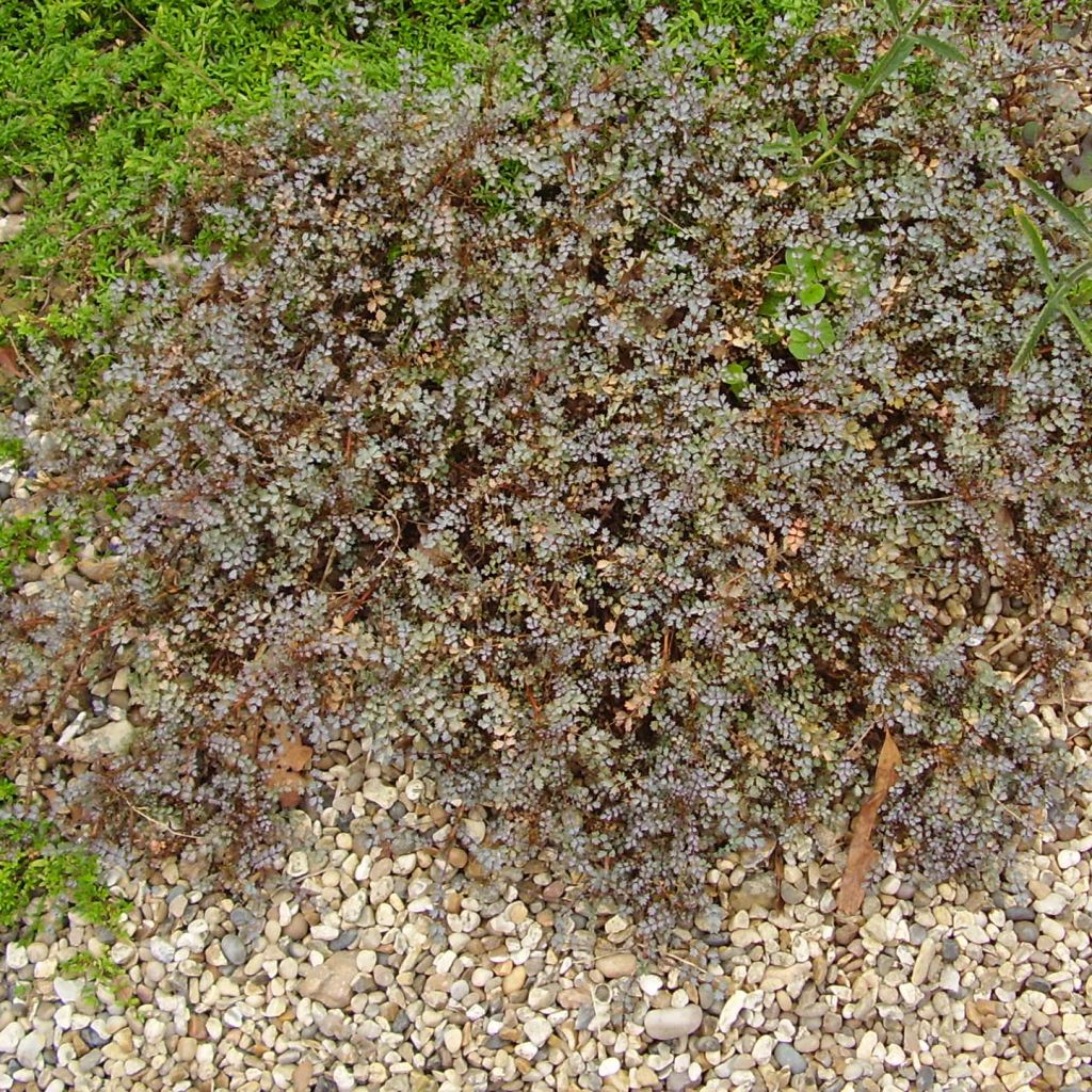 Acaena saccaticupula Blue Haze - Stachelnüßchen