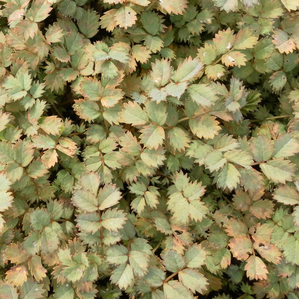 Acaena saccaticupula Blue Haze - Stachelnüßchen