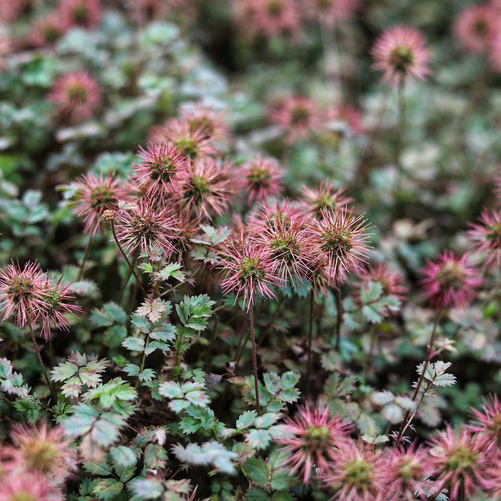 Acaena inermis Purpurea - Stachelnüßchen