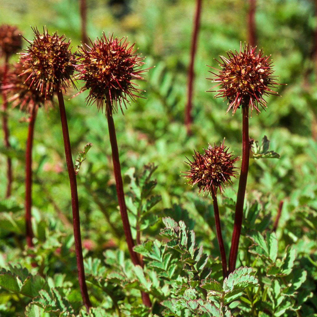 Acaena magellanica - Magellan-Stachelnüsschen