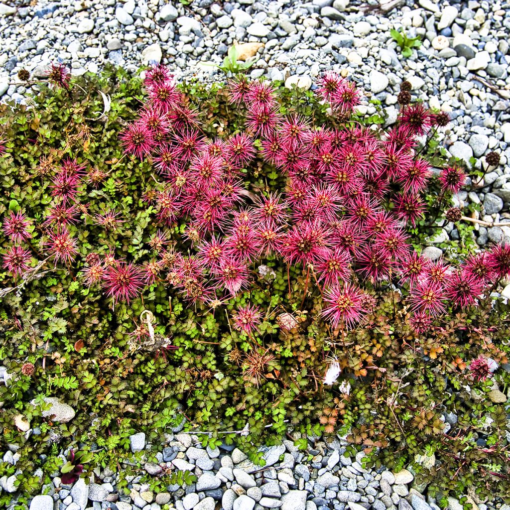 Acaena microphylla Dichte Matte - Stachelnüßchen