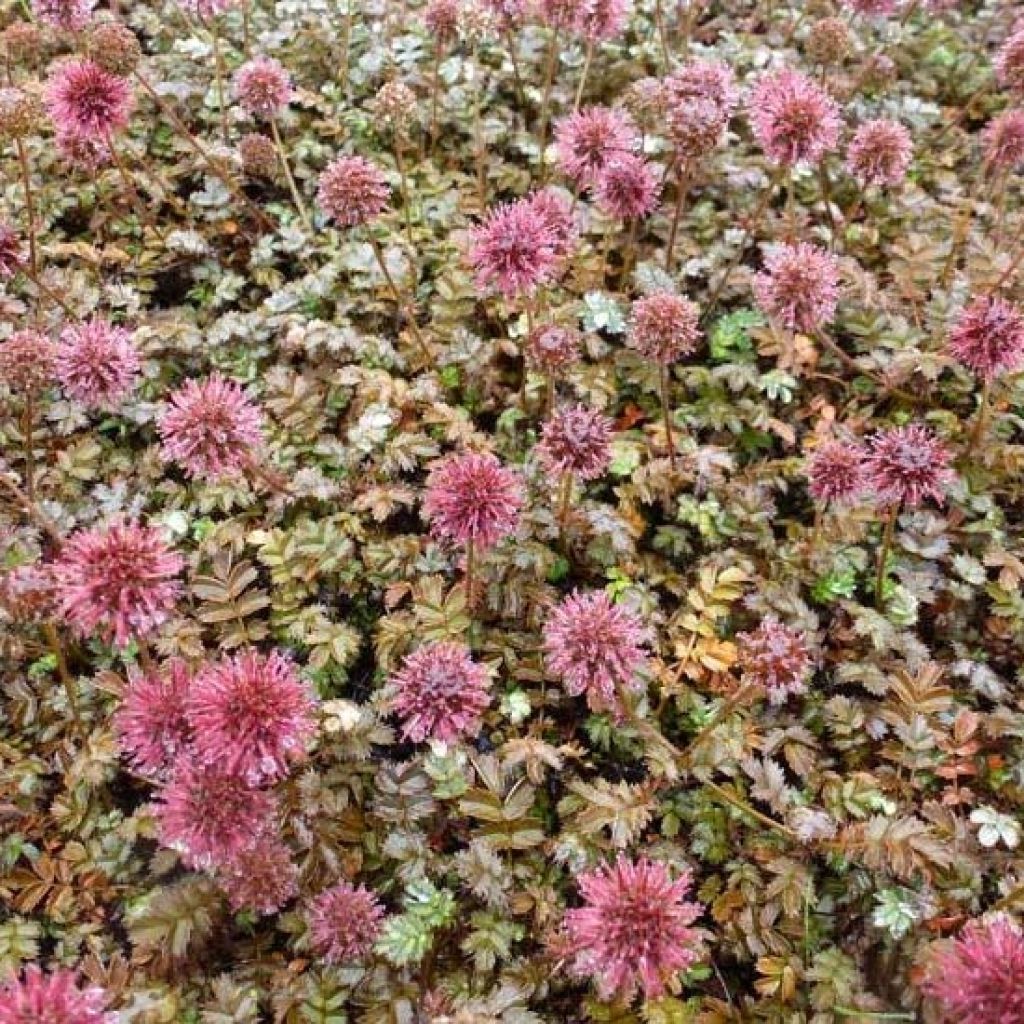 Acaena microphylla Kupferteppich - Stachelnüßchen