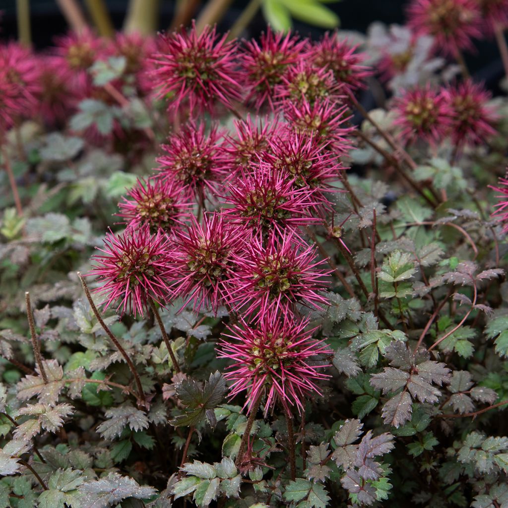 Acaena microphylla Kupferteppich - Stachelnüßchen