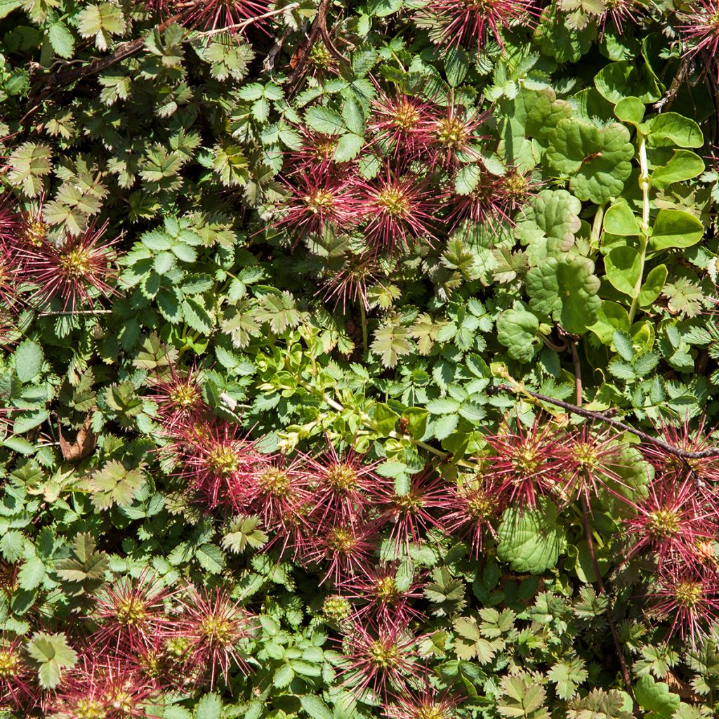 Acaena microphylla Kupferteppich - Stachelnüßchen