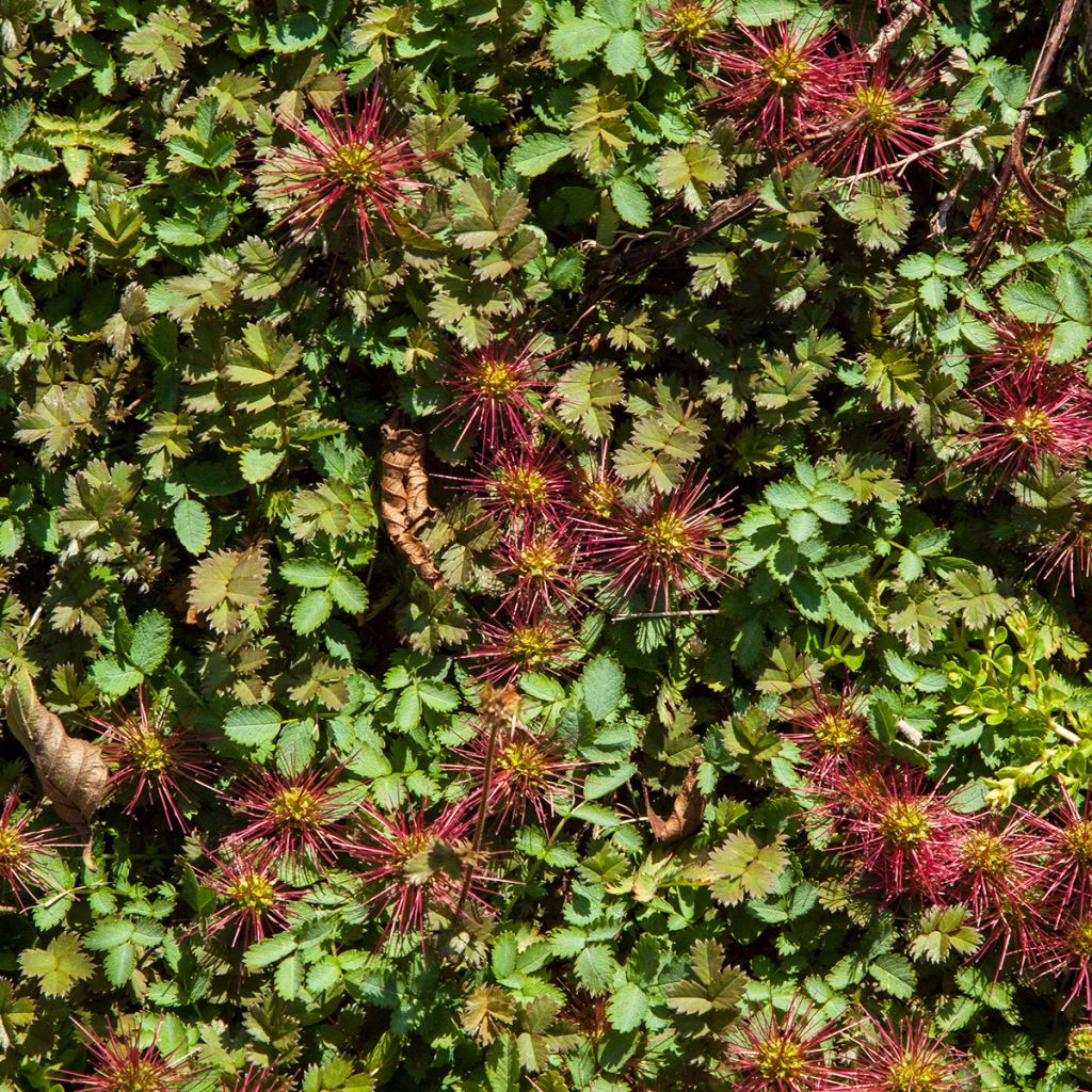 Acaena microphylla Kupferteppich - Stachelnüßchen