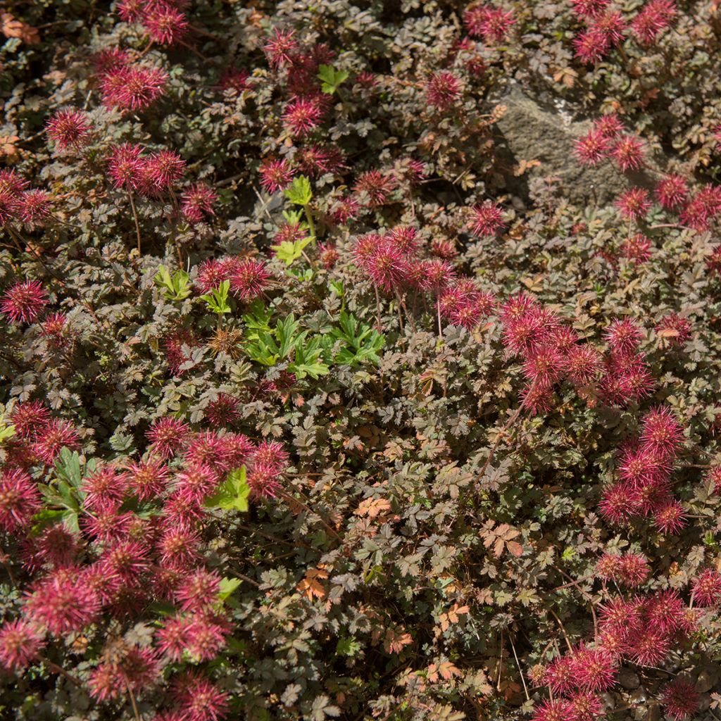 Acaena microphylla Kupferteppich - Stachelnüßchen