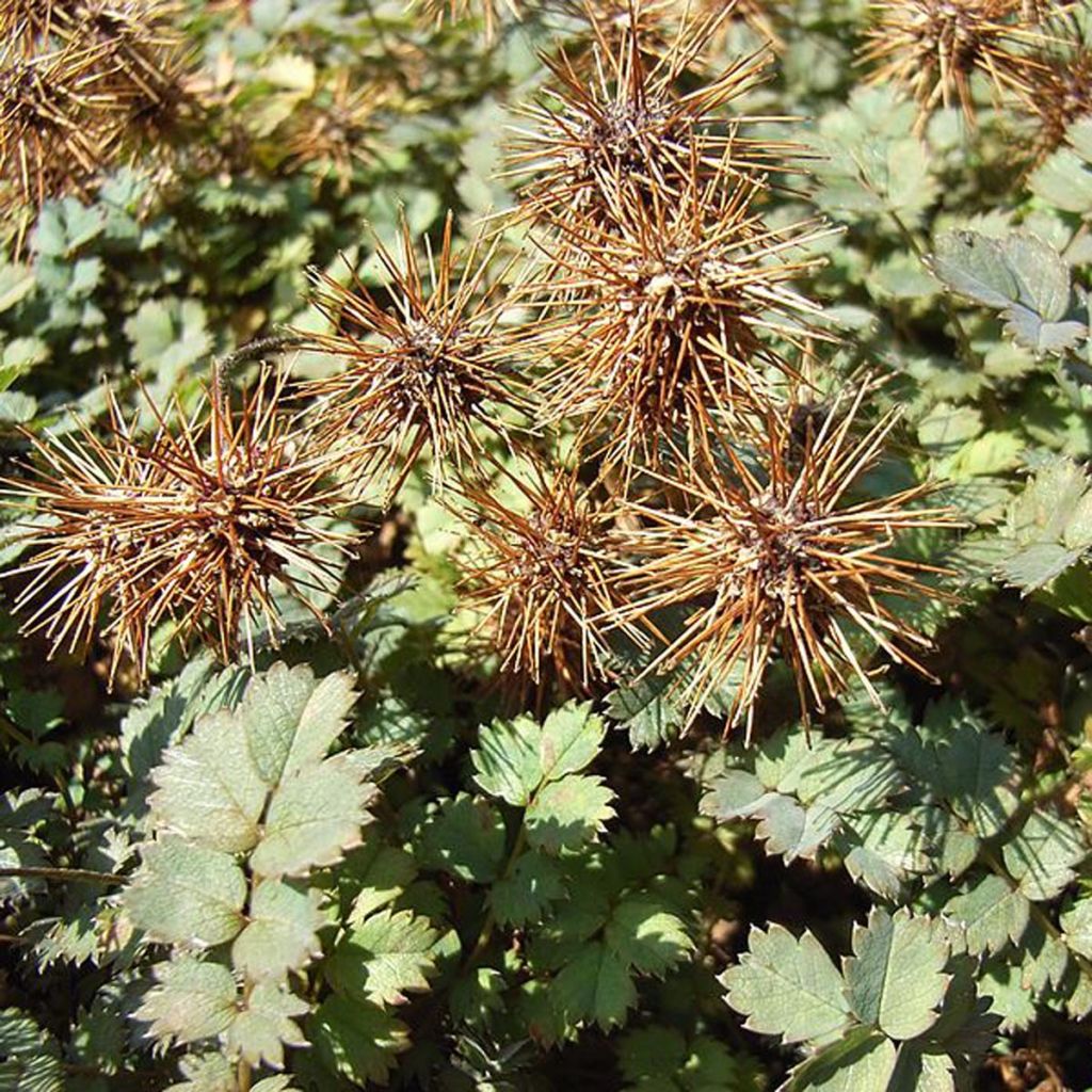 Acaena microphylla Dichte Matte - Stachelnüßchen