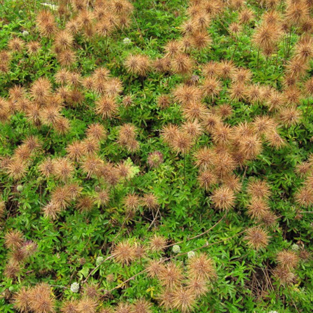 Acaena microphylla Dichte Matte - Stachelnüßchen