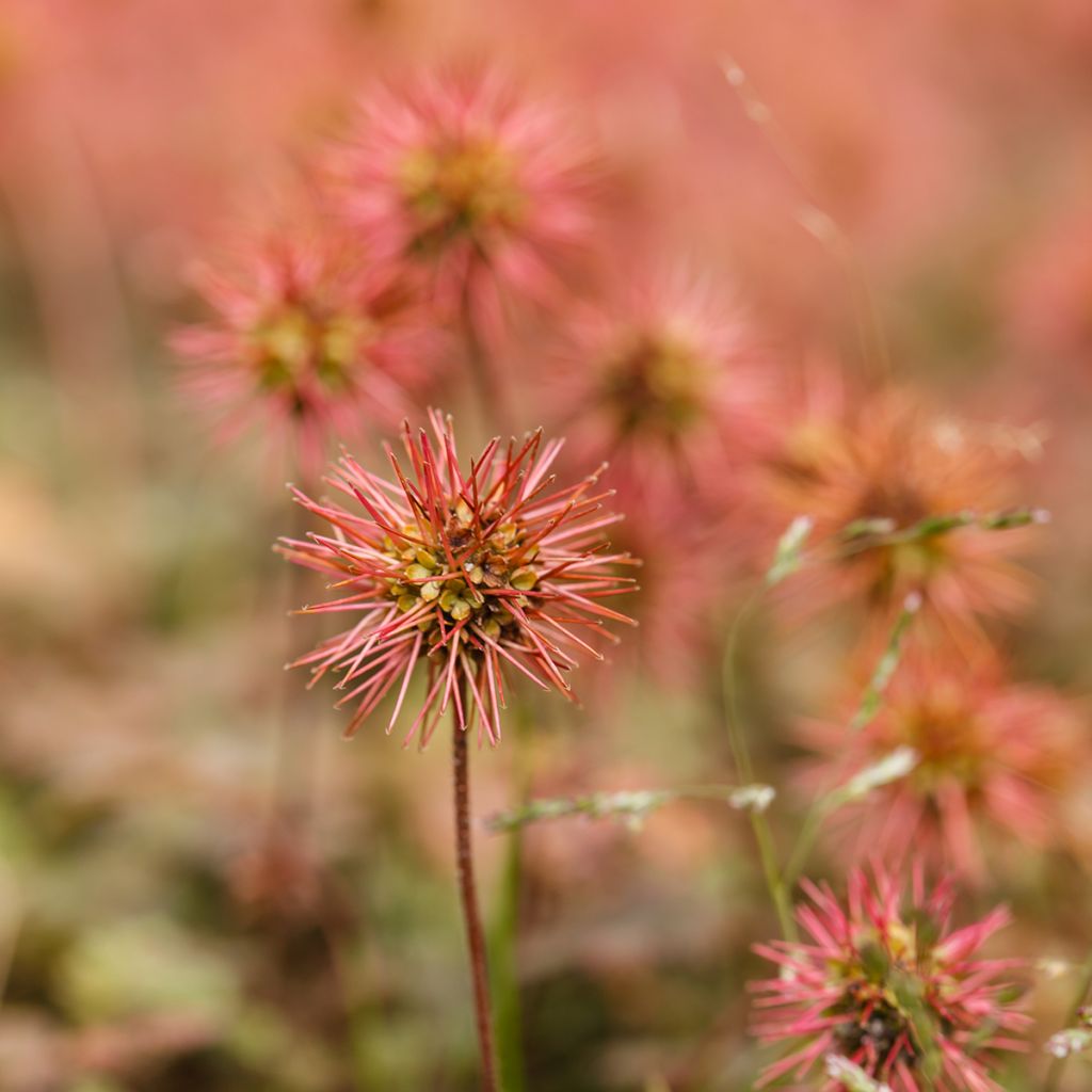 Acaena microphylla - Stachelnüßchen