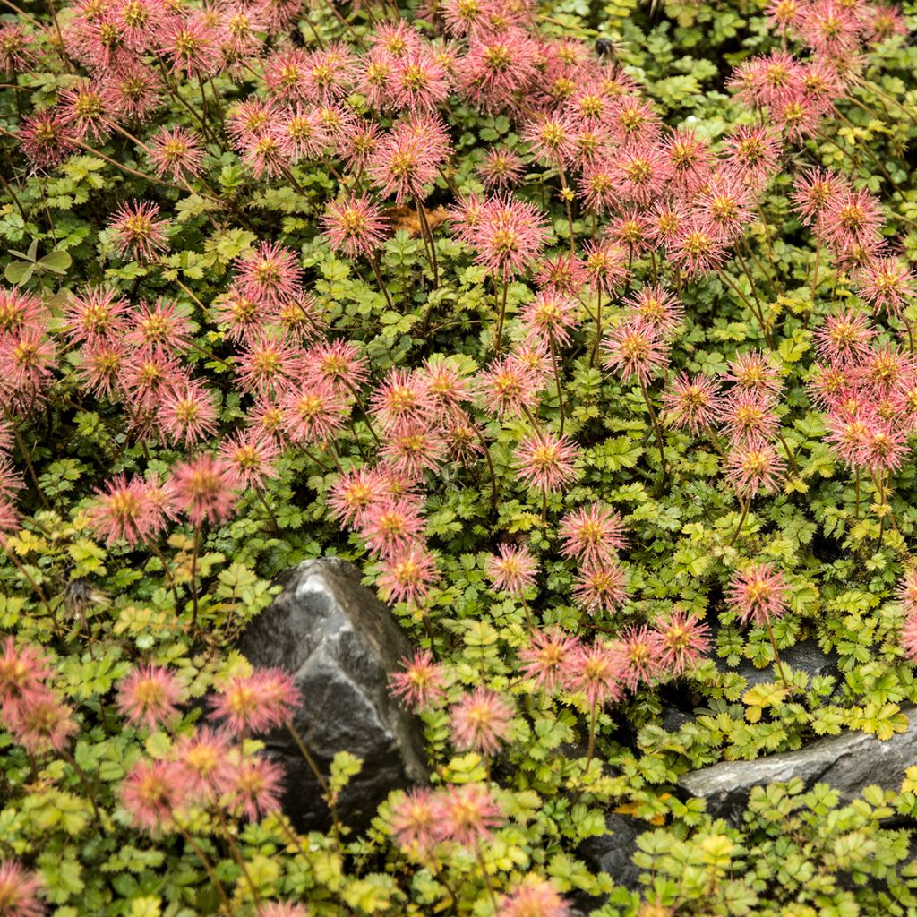 Acaena microphylla - Stachelnüßchen