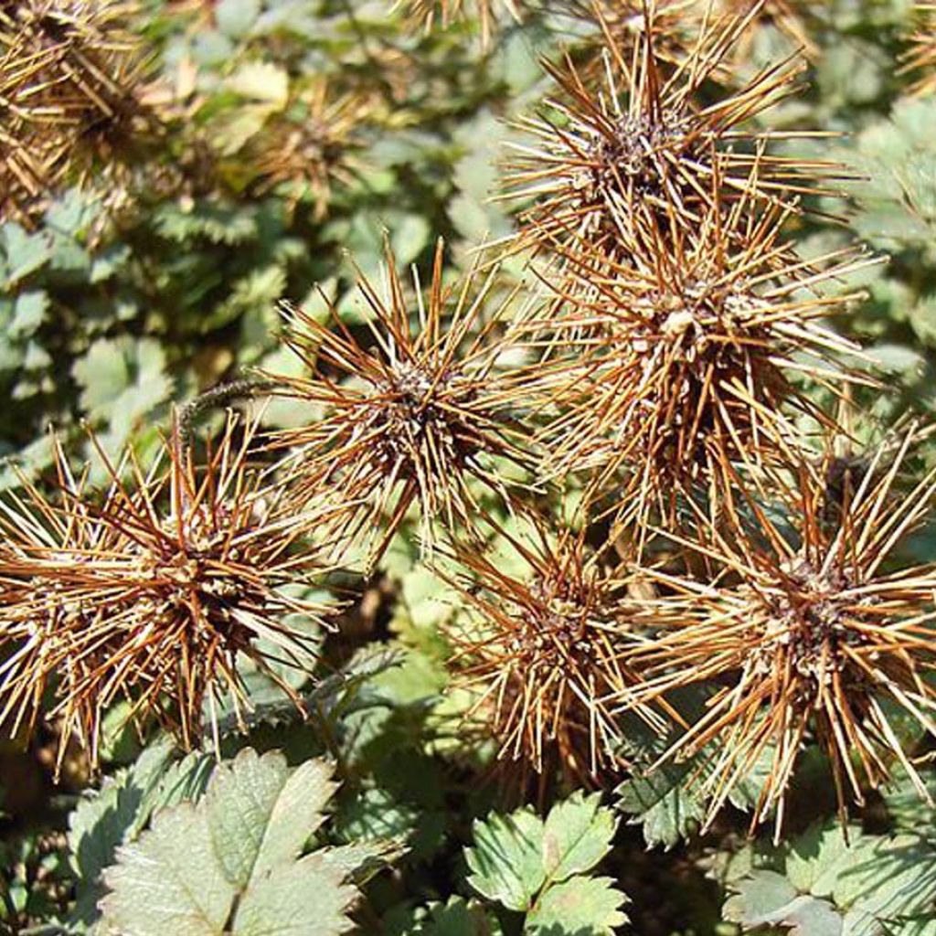 Acaena microphylla - Lampourde à petites feuilles