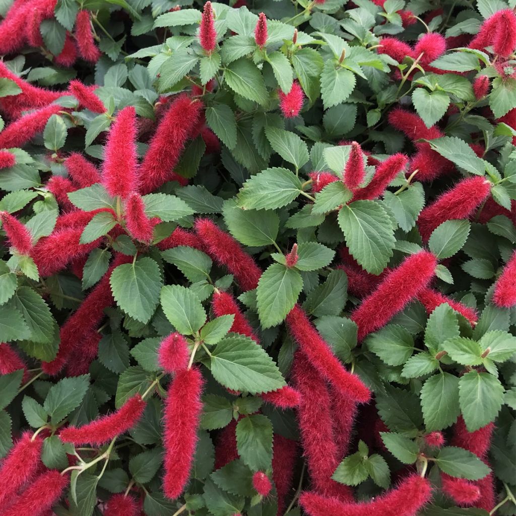 Acalypha pendula Foxie - Katzenschwanz