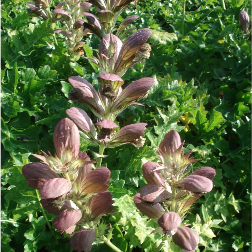 Acanthus hungaricus White Lips - Balkan-Bärentatze