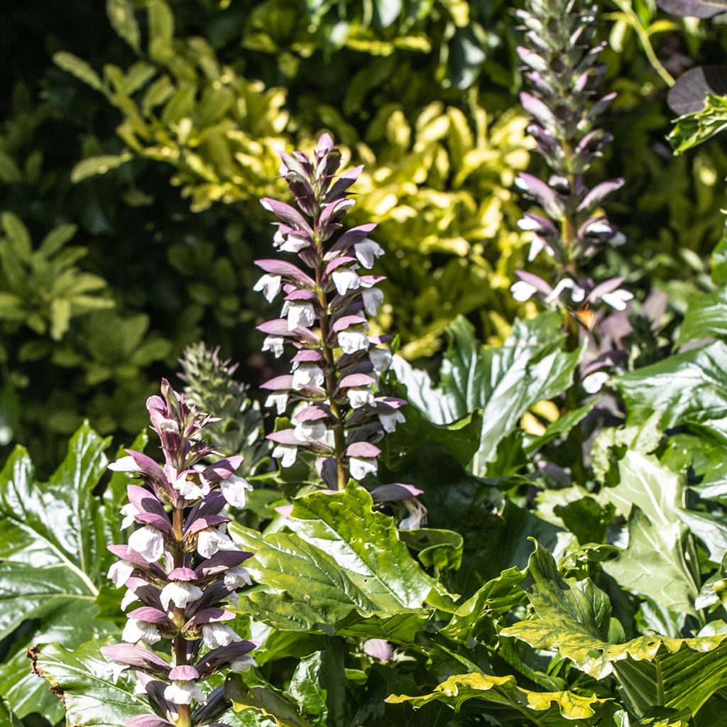 Acanthus hungaricus White Lips - Balkan-Bärentatze