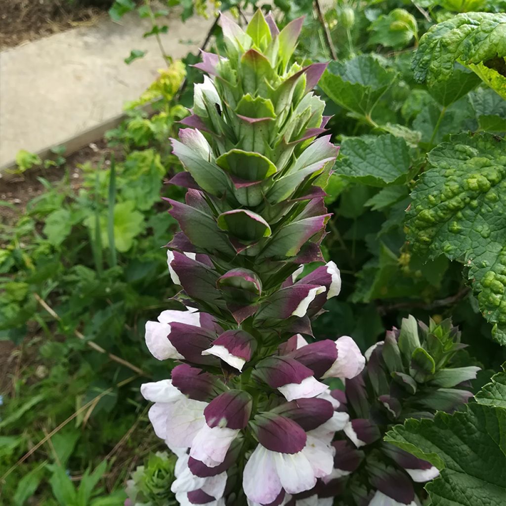 Acanthus hungaricus White Lips - Balkan-Bärentatze