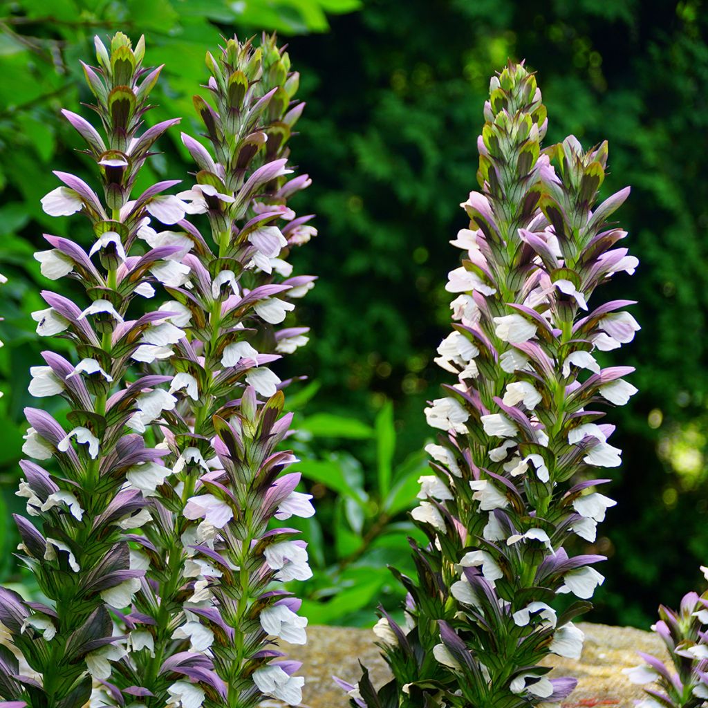 Acanthus Morning Candle - Akanthus