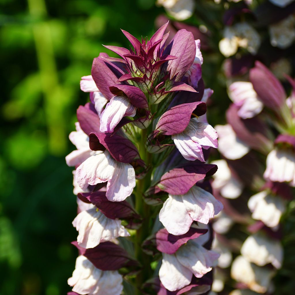 Acanthus Morning Candle - Akanthus