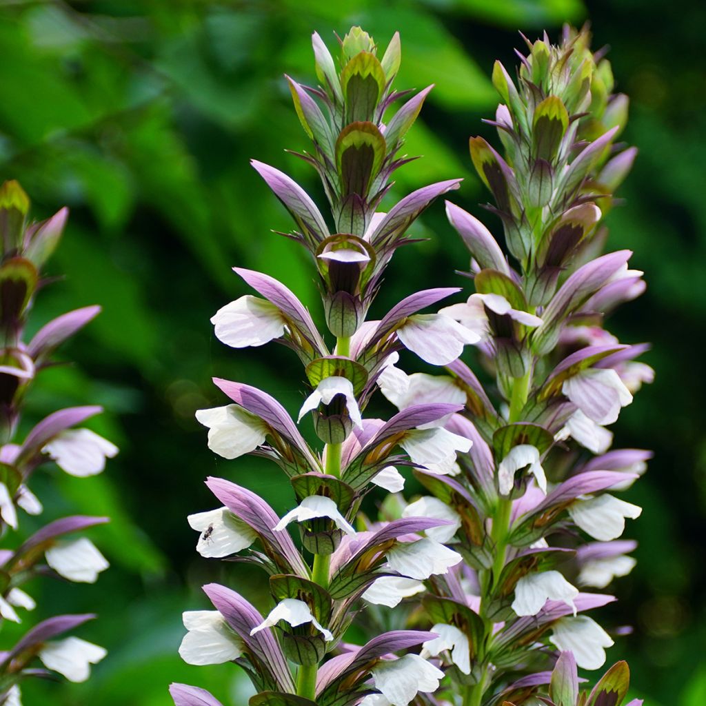 Acanthus Morning Candle - Akanthus