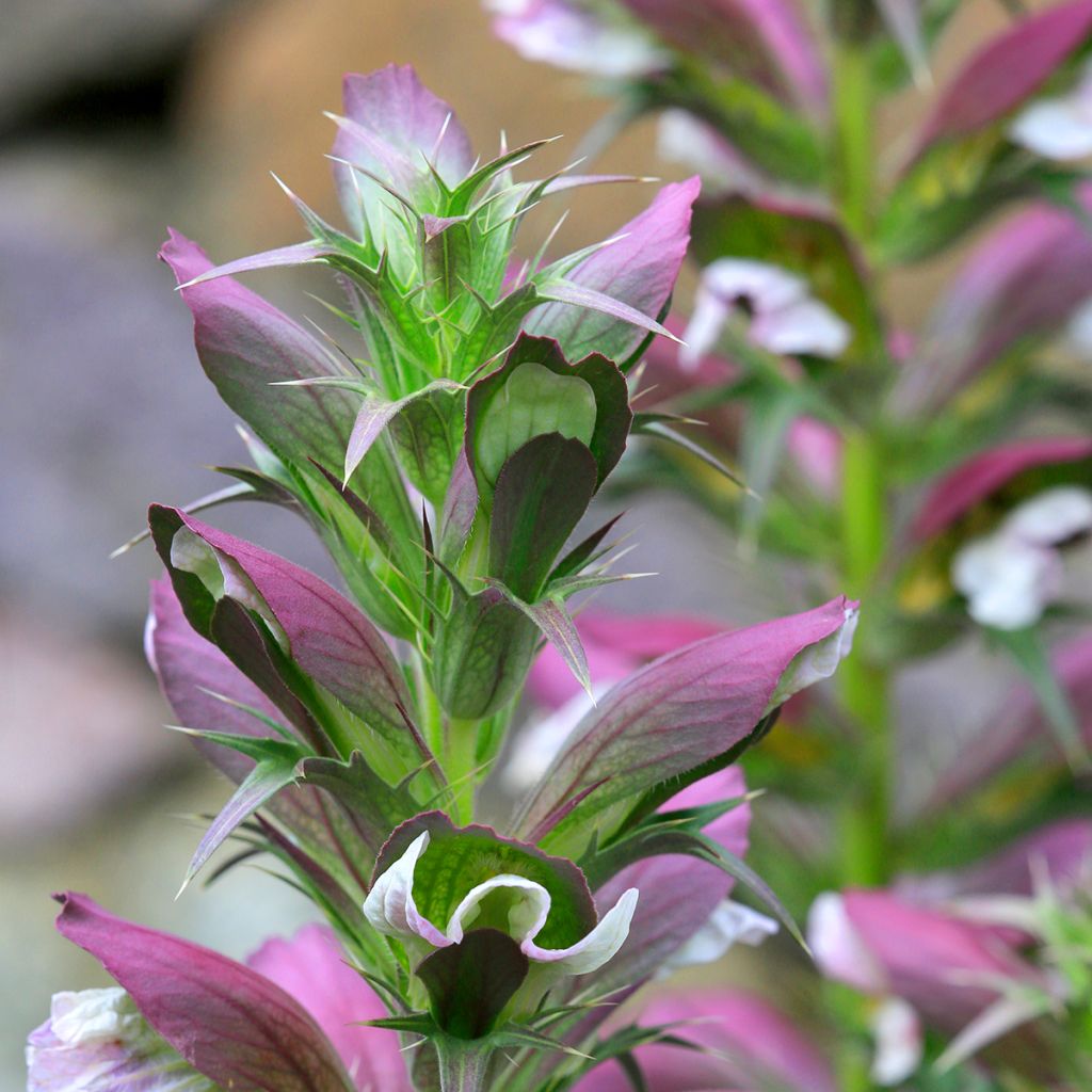 Acanthus spinosus - Dorniger Akanthus