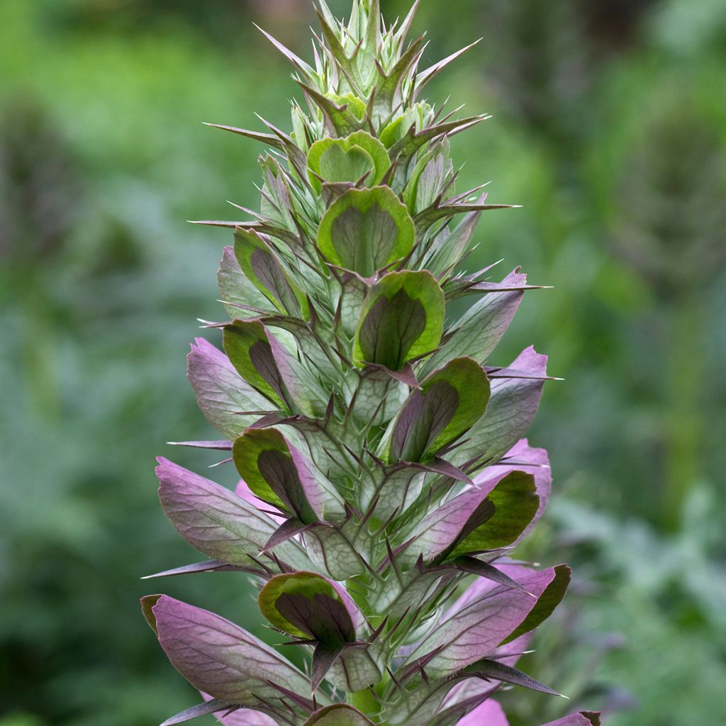 Acanthus spinosus - Dorniger Akanthus