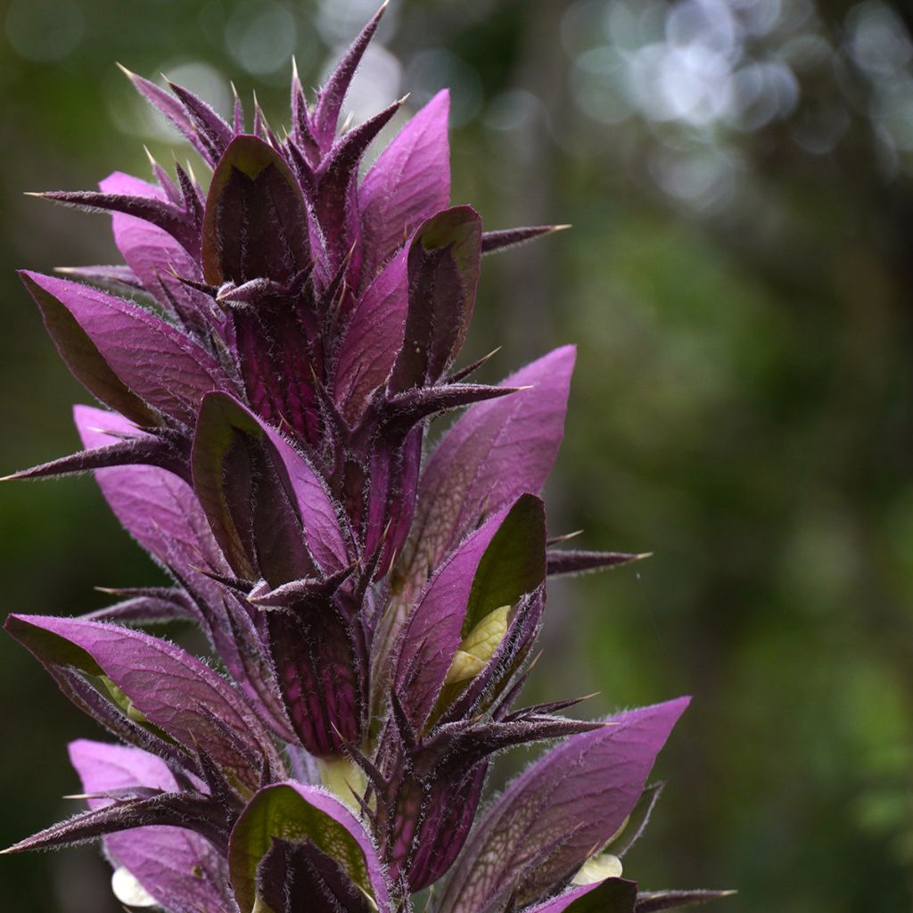 Acanthus spinosus - Dorniger Akanthus