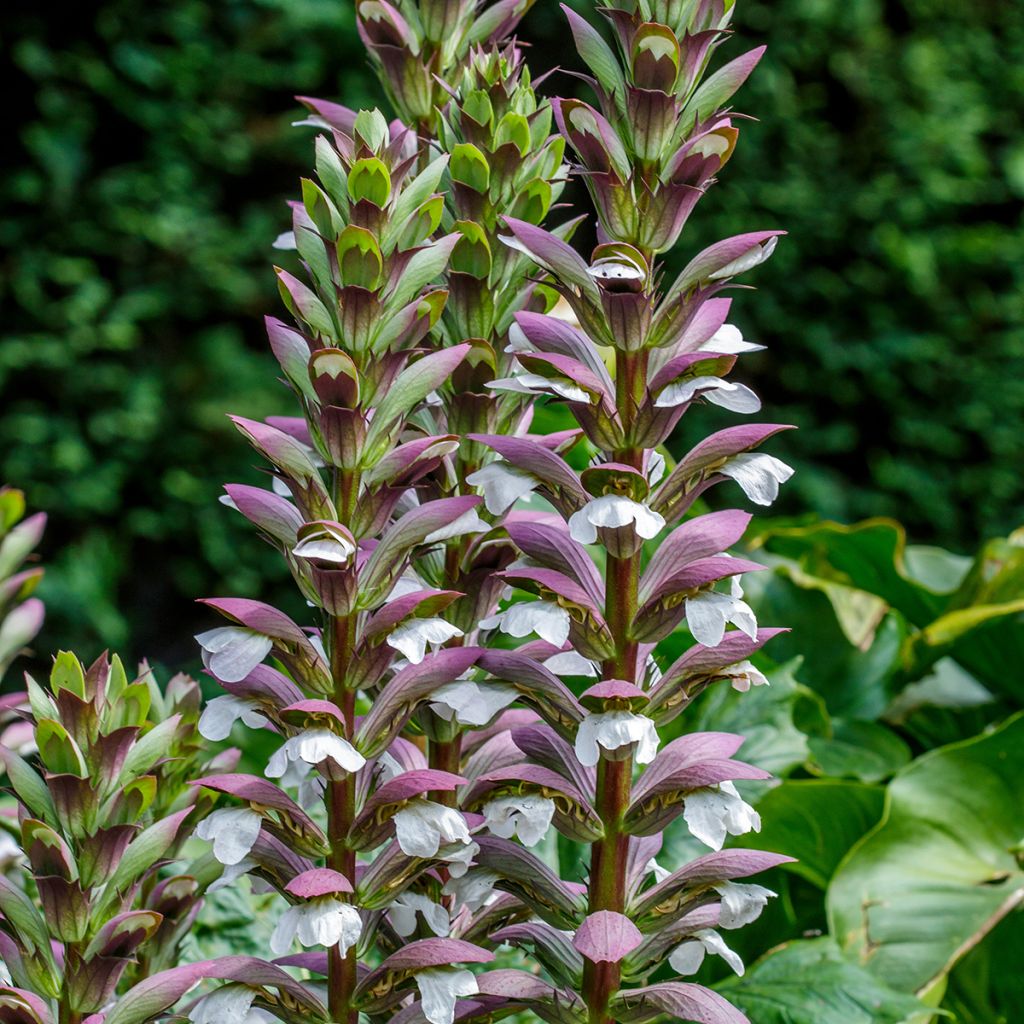 Acanthus spinosus - Dorniger Akanthus