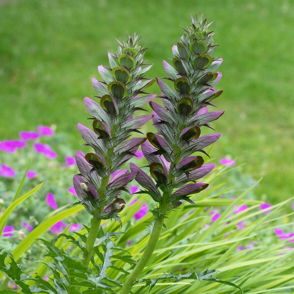 Acanthus spinosus - Dorniger Akanthus