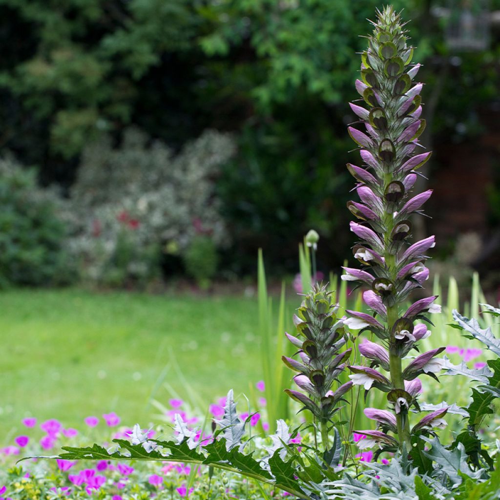 Acanthus spinosus - Dorniger Akanthus