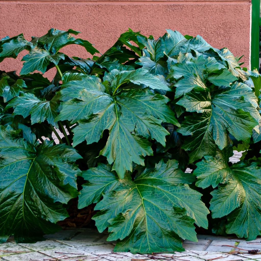 Acanthus spinosus - Dorniger Akanthus