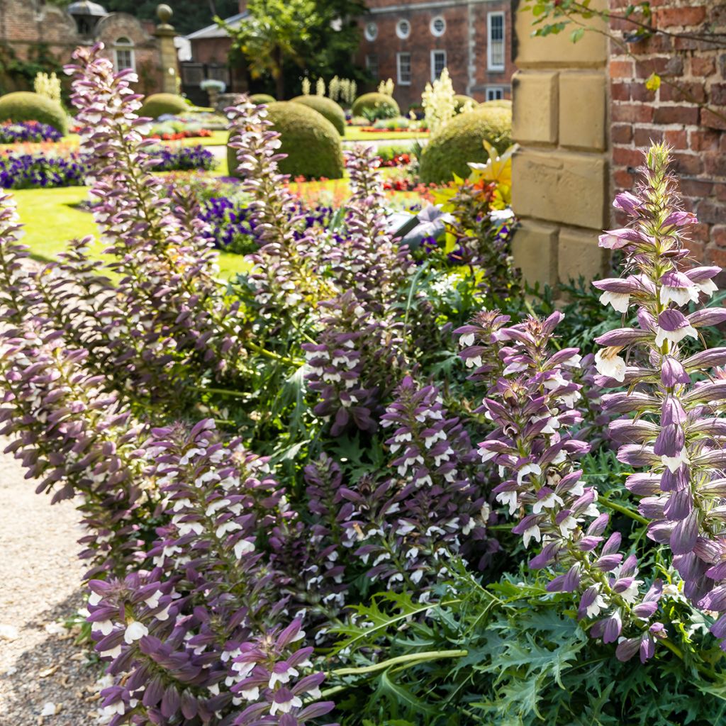 Acanthus spinosus - Dorniger Akanthus